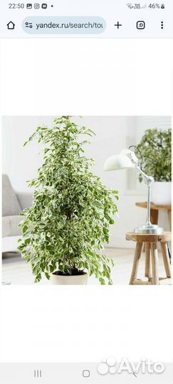 Фикус бенджамина пестролистный