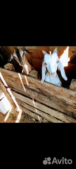 Продам козла и козочку нубиец и альпиец