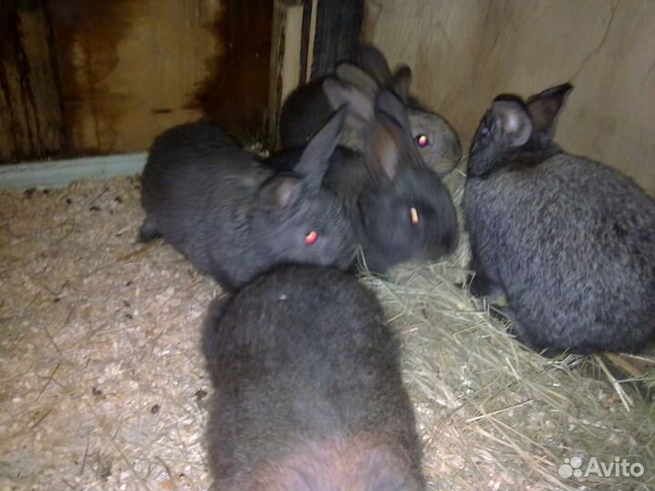Кролики мясных пород. Всех возрастов. Молодняк