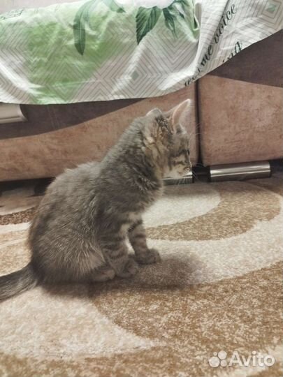 Котенок серый