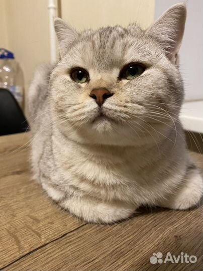 Шотландская прямоухая кошка