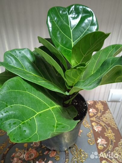 Фикус лировидный крупный лист