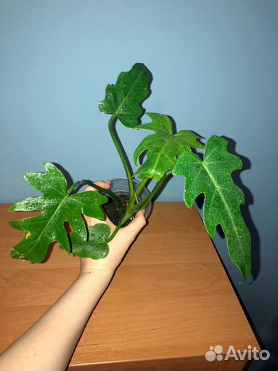 Сортовые филодендроны