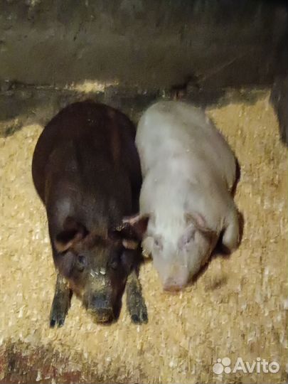 Поросенок ландрас, Дюрок