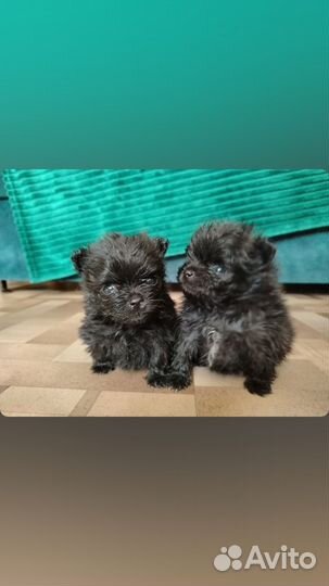 Собаки щенки шпиц