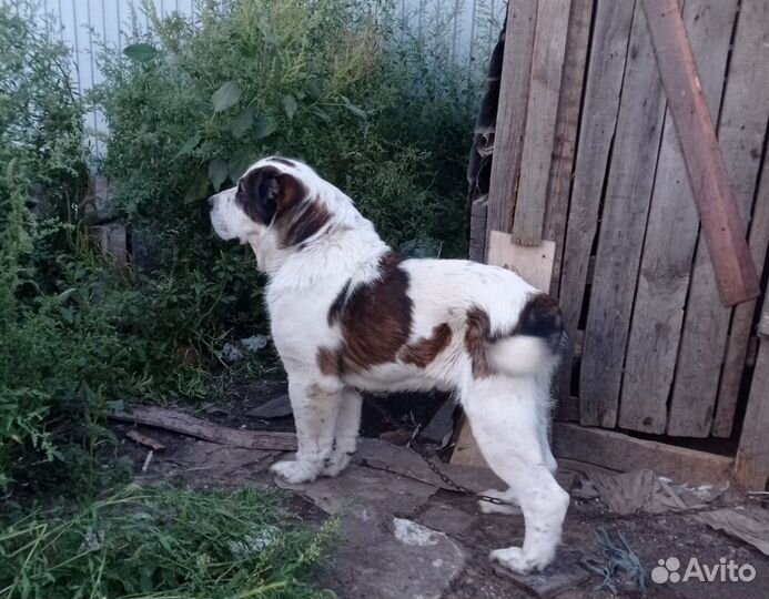 Щенки алабая