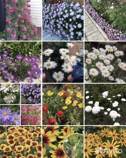 Многолетние цветы