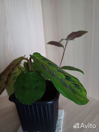 Маранта триколор