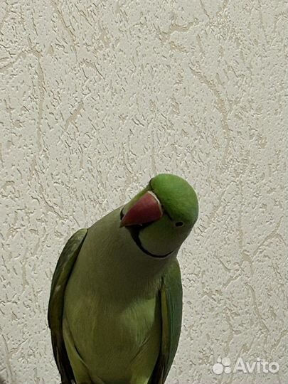 Попугай ожереловый птица