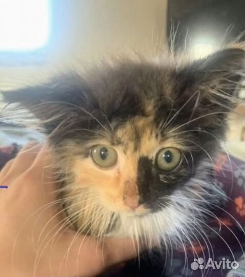 Кошки в добрые руки бесплатно