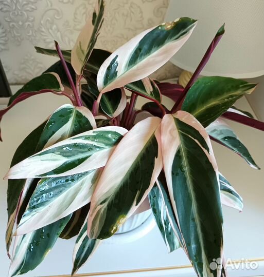 Строманта триколор