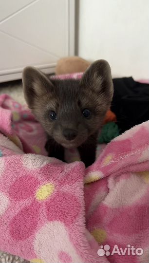 Продам соболенка в хорошие руки