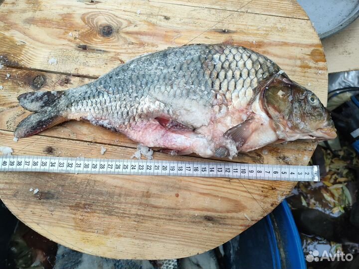 Карп соленый