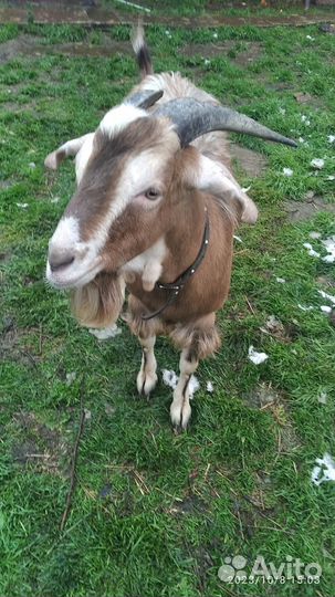 Козёл, вязка,чех