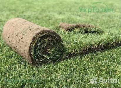 Рулонный газон