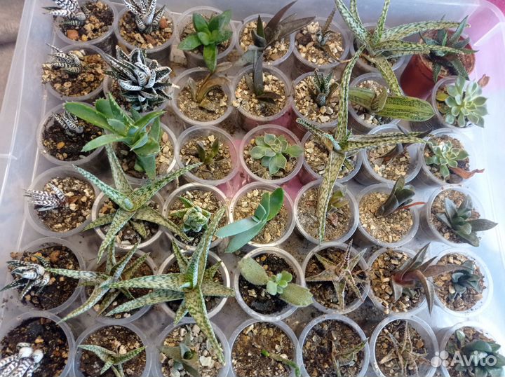 Суккуленты