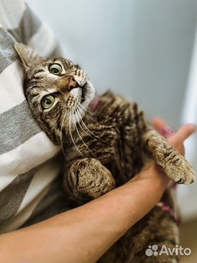 Котопес