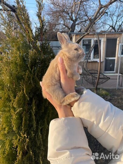 Декоративные кролики