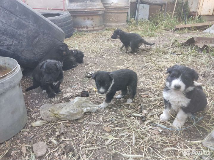 Отдам щенков
