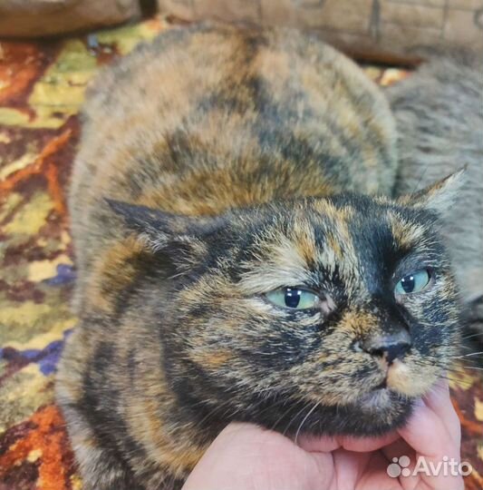 Кошка