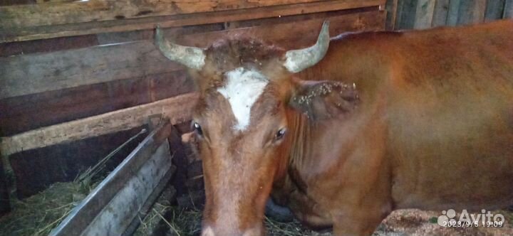 Продаётся Корова