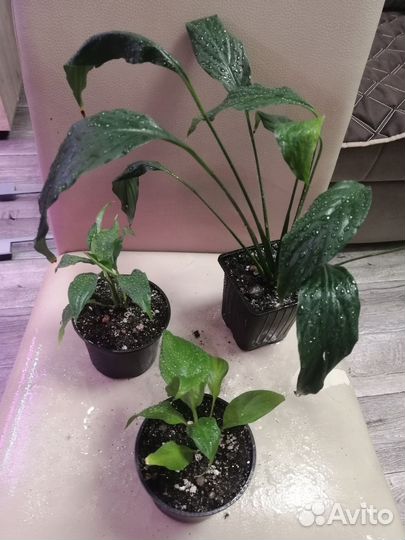 Спатифиллум