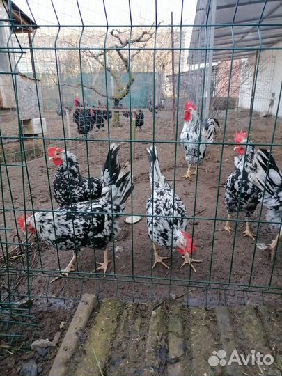 Циплята/Инкубационное яйцо