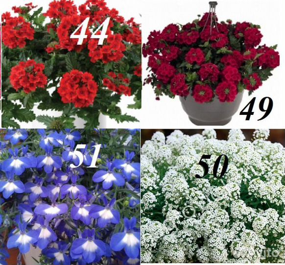 Цветы уличные как и комнатные