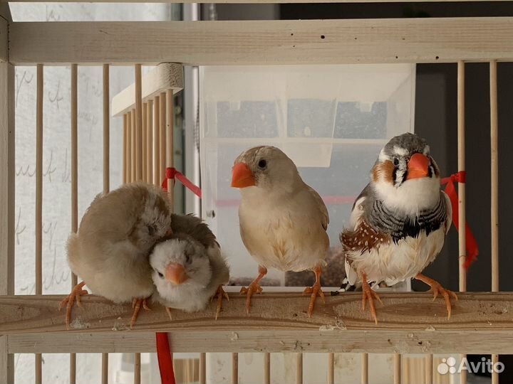 Зебровые амадины