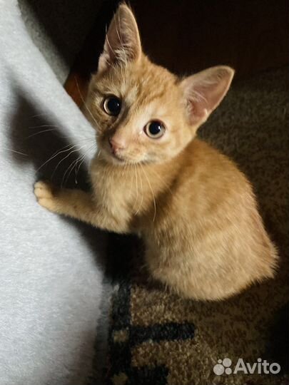 Идеальный парень