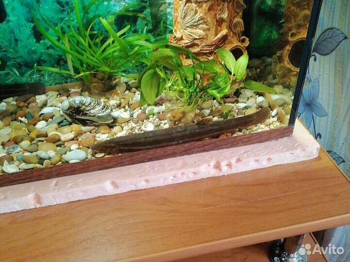 Аквариумные рыбы