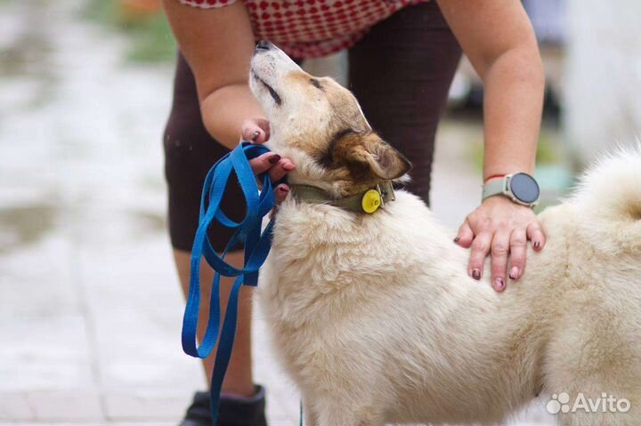 Собаки бесплатно в добрые руки
