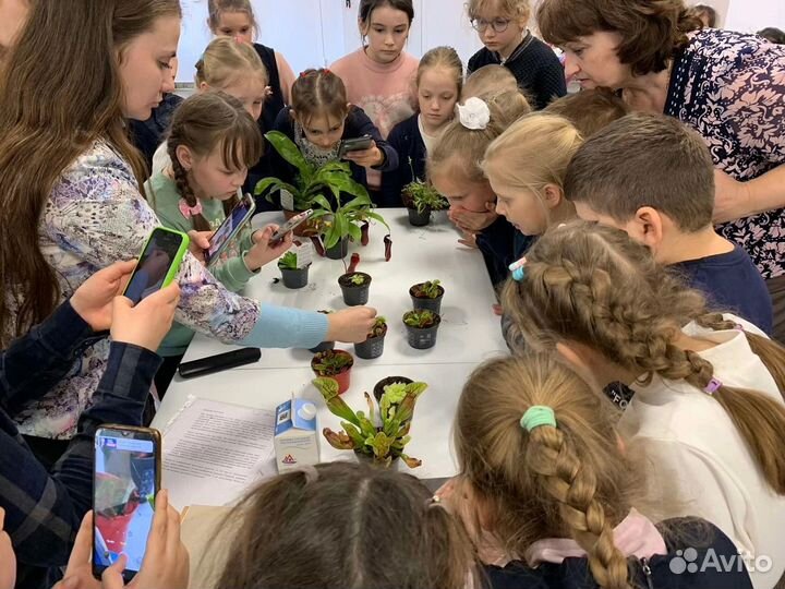 Мастер классы с хищными растениями