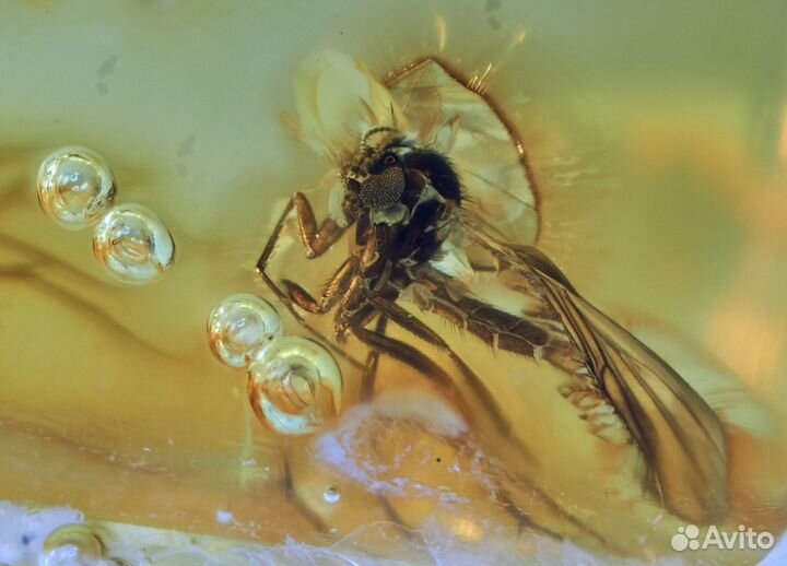 Натуральный балтийский янтарь с включением комара