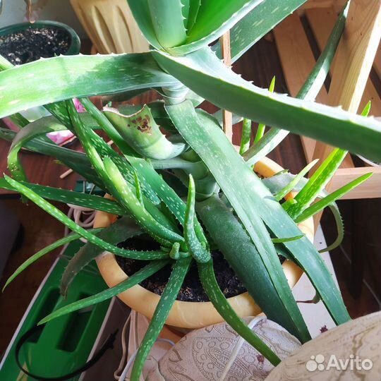 Алоэ столетник