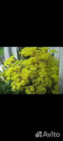 Аихризон дерево любви