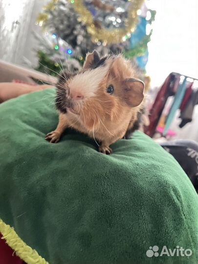 Морская свинка