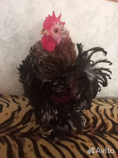 Молодые петухи породы карликовый кохинхин