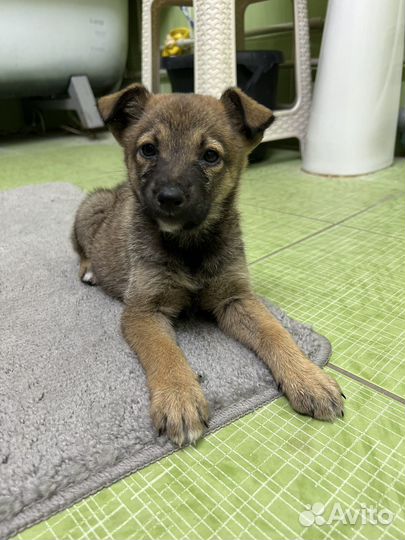 Ищем хозяина