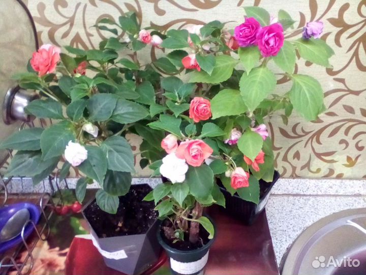 Комнатные цветы