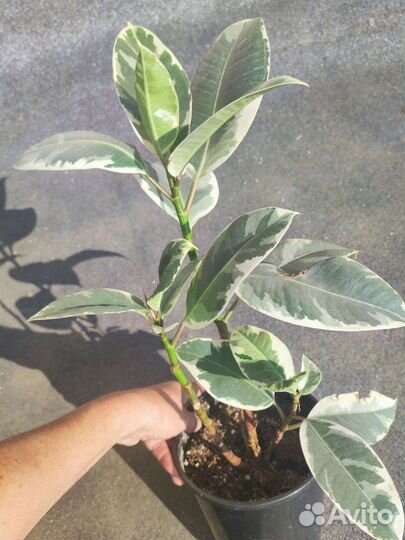 Фикусы эластика: Тинеке, Абиджан, Робуста