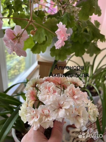 Сортовые пеларгонии