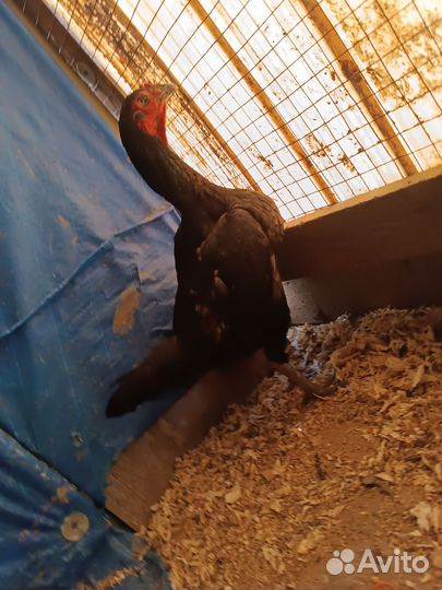 Бойцовая птица