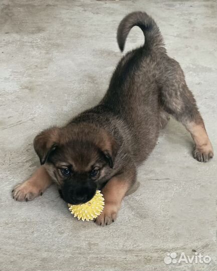 Щенок Амур, 1,5 мес., в дар