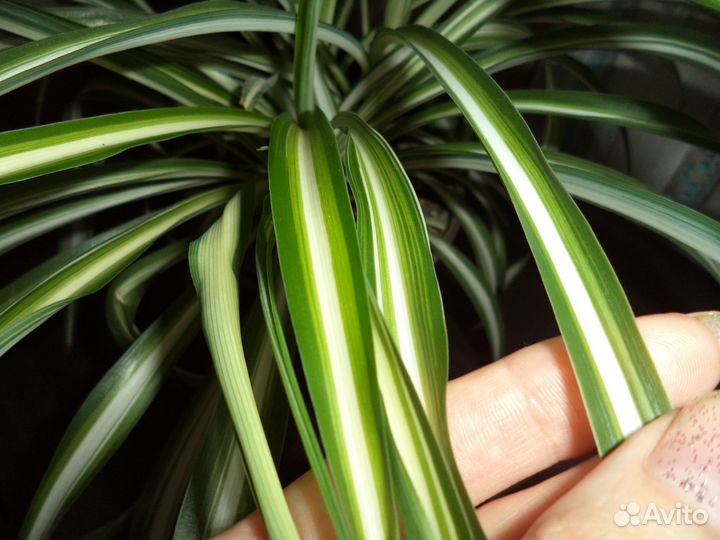 Хлорофитум Vittatum