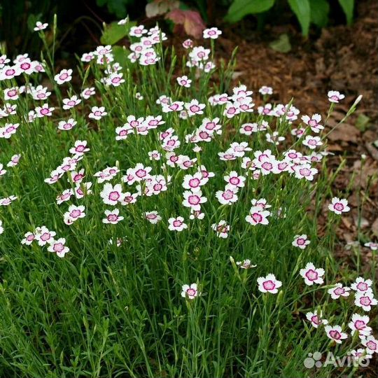 Почвопокровные и низкорослые многолетники