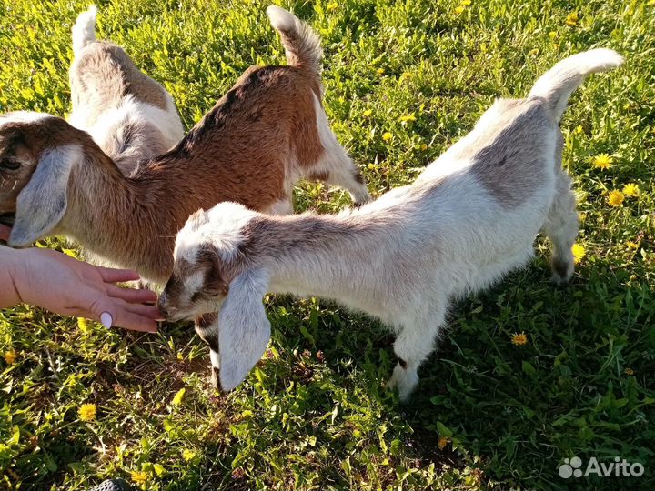Нубийские козлята/козел