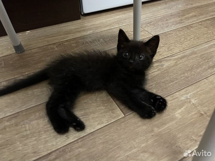 Котик в добрые руки