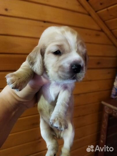 Кокер спаниель английский