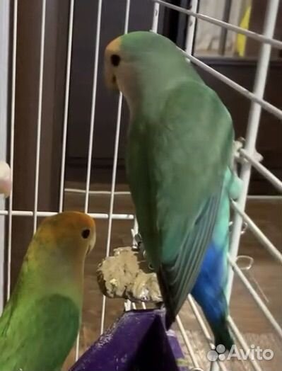 Неразлучники разных видов